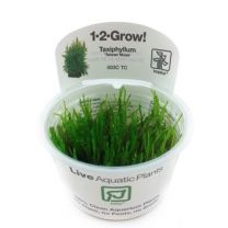 Taxiphyllum 'Taiwan moss' 1-2-GROW