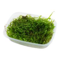 Taxiphyllum barbieri (Java moss)