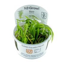 Blyxa japonica 1-2-GROW