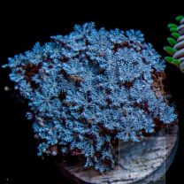 Anthelia spp. - star polyp blue