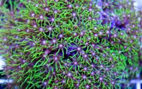 Pachyclavularia - Star polyp green