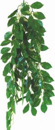 Terraplant Ficus 50 cm