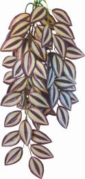 Terraplant Tradescantia zebrina 50 cm