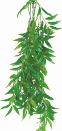 Terraplant Ficus longifolia 50 cm