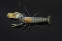 Alpheus spp. -pistol shrimp