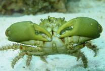 Mithraculus sculptus - emerald crab