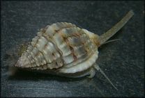 Nassarius spp. - nitrus snail M