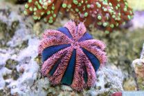Mespilia Globulus-merisiilik