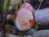 Discus Pigeon Blood Silver 8cm