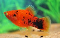 Xiphophorus maculatus red coral spotted