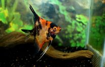 Pterophyllum scalare red king M