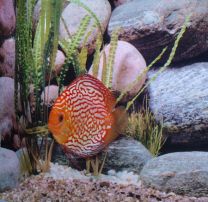Discus Pigeon Blood red 10cm