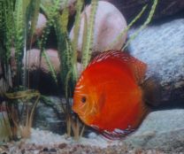 Discus Solid Fire Red 8cm