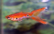 Poecilia wingei - double tail red